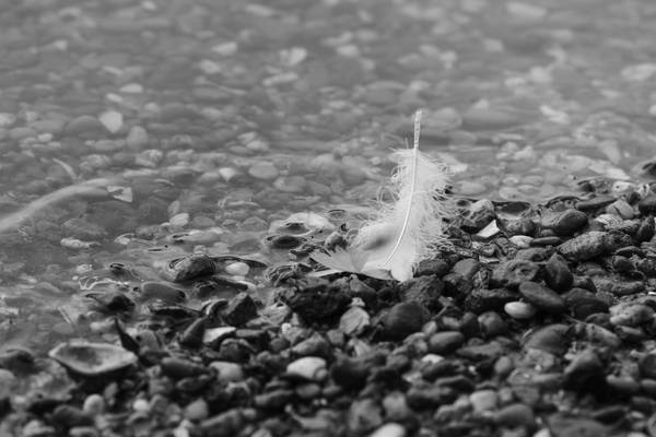 Feder am Ufer von Christina Neuhaus-Petrosino