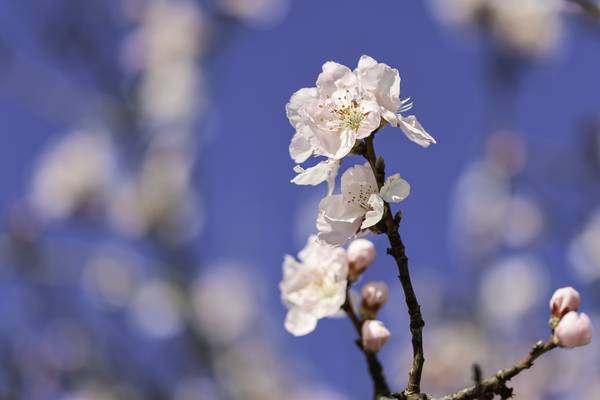 Frühling  von Christina Neuhaus-Petrosino