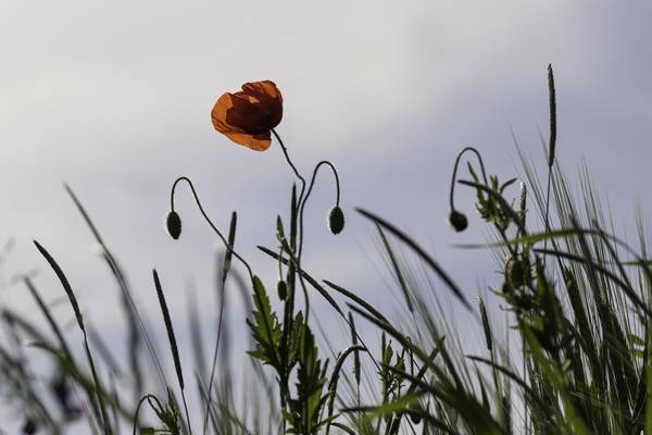 Mohnblume von Christina Neuhaus-Petrosino