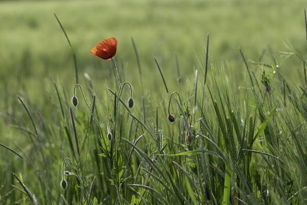Mohnblume von Christina Neuhaus-Petrosino