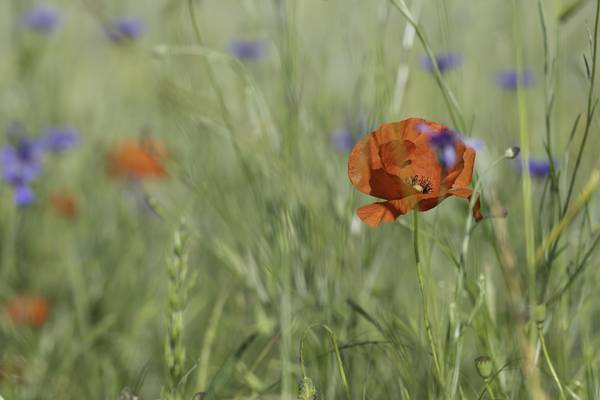 Mohnblume von Christina Neuhaus-Petrosino