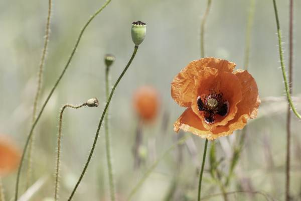 Mohnblume von Christina Neuhaus-Petrosino