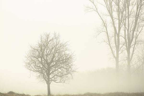 Nebel am einem Wintermorgen von Christina Neuhaus-Petrosino
