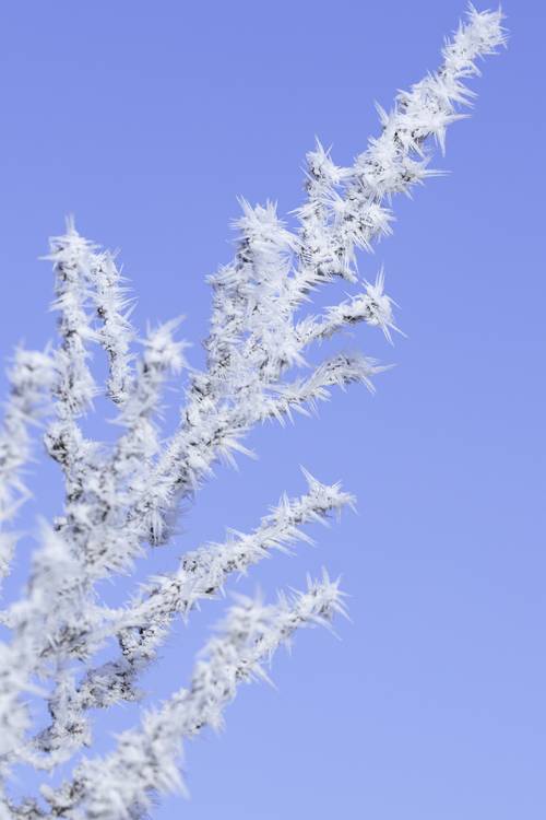 Pflanze mit Eiskristallen von Christina Neuhaus-Petrosino