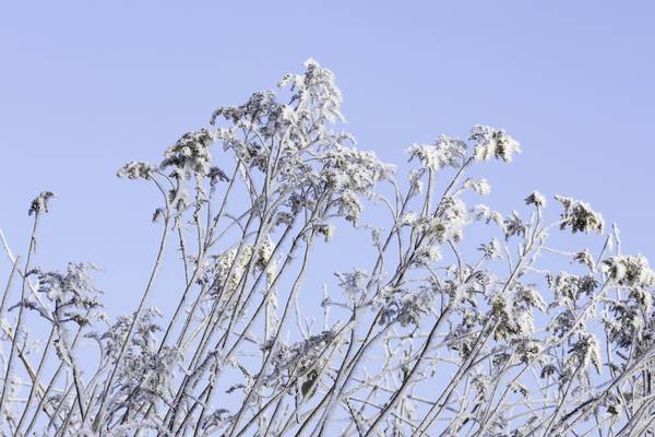 Pflanzen mit Eiskristallen von Christina Neuhaus-Petrosino