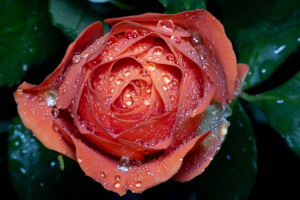 Rose mit Wassertropfen von Christina Neuhaus-Petrosino