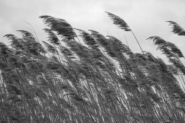 Schilfgras von Christina Neuhaus-Petrosino