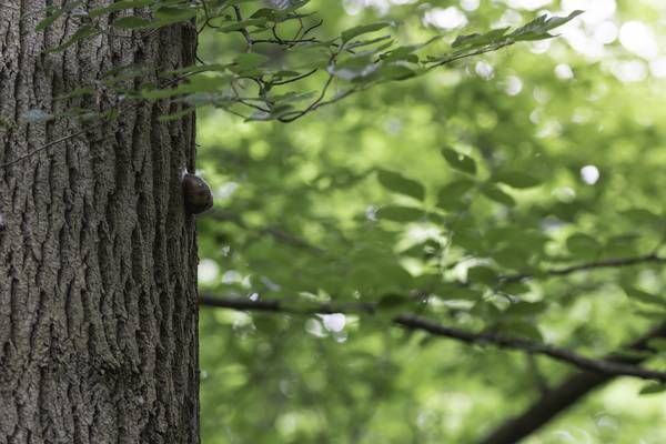 Schnecke an einem Baum von Christina Neuhaus-Petrosino