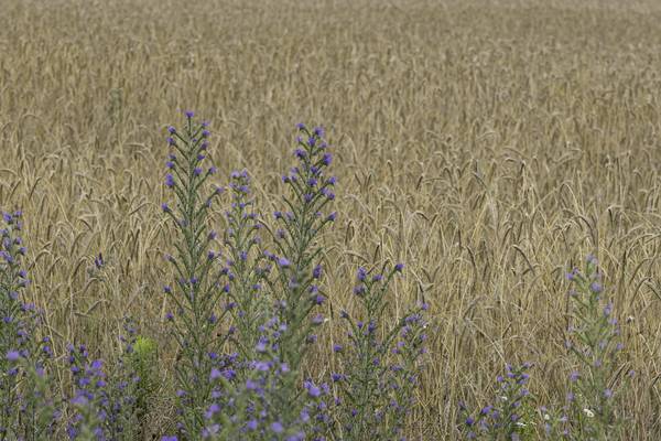 Sommermorgen von Christina Neuhaus-Petrosino