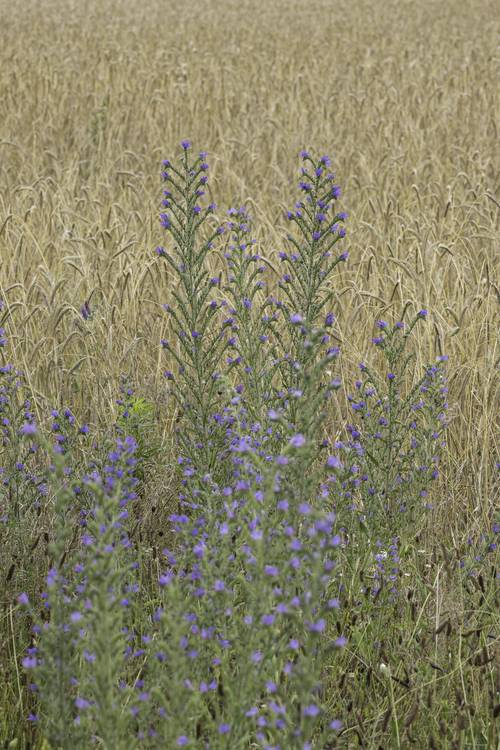 Sommermorgen von Christina Neuhaus-Petrosino