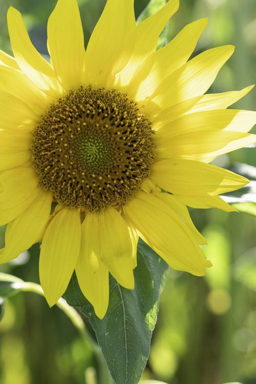 Sonnenblume von Christina Neuhaus-Petrosino