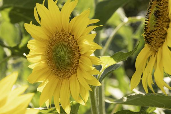 Sonnenblumen von Christina Neuhaus-Petrosino