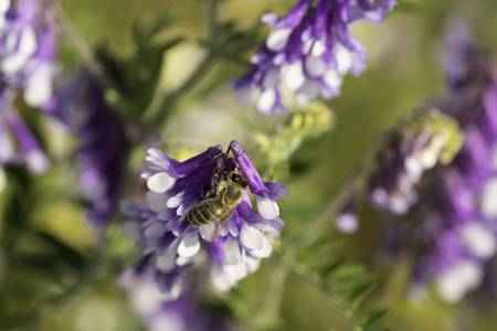 morgens im Frühling