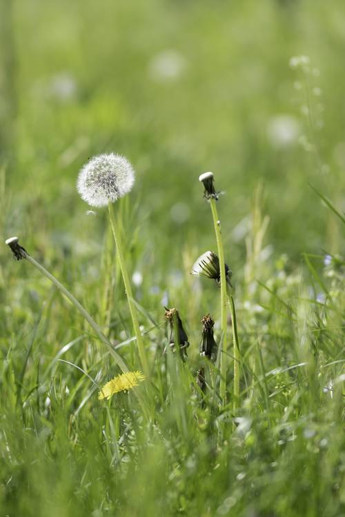 Wiese mit Blumen von Christina Neuhaus-Petrosino