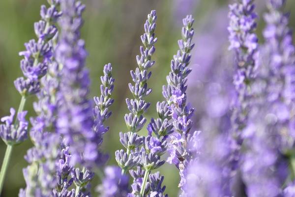 Lavendelbüten in der Morgensonne von Christine B-B Müller