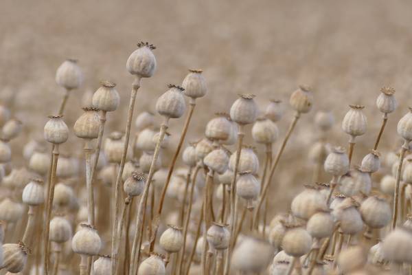 Mohnkapseln im Wind von Christine B-B Müller