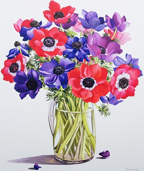 Anemones in a glass jug von Christopher  Ryland