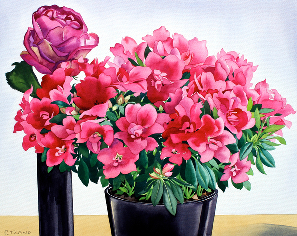 Azalea Rose von Christopher  Ryland