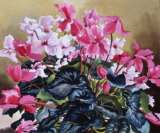 Cyclamen von Christopher  Ryland