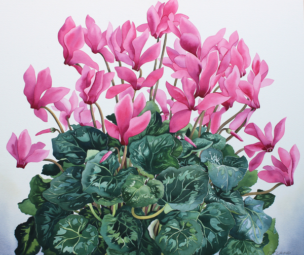 Cyclamen Portrait von Christopher  Ryland