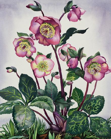 Hellebore