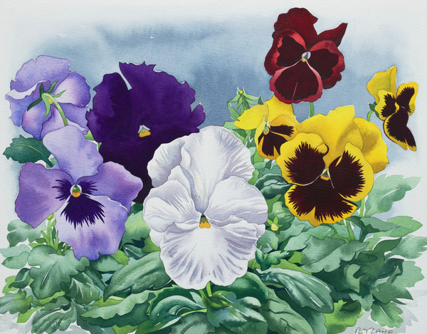 Pansies von Christopher  Ryland