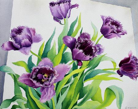 Purple Fringe Tulips