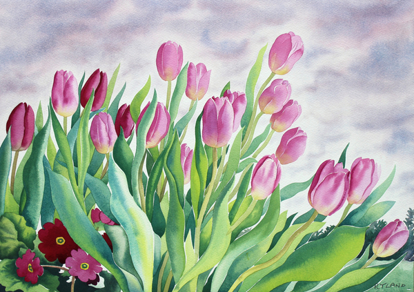 Tulips by Window von Christopher  Ryland