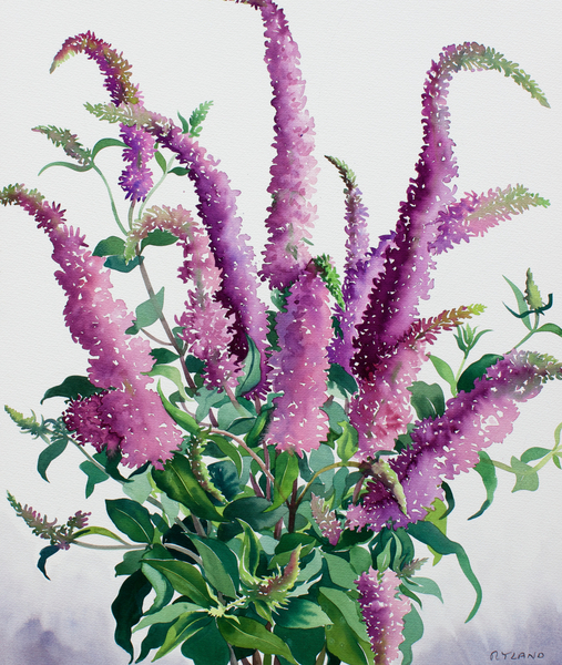 Wild Buddleia von Christopher  Ryland
