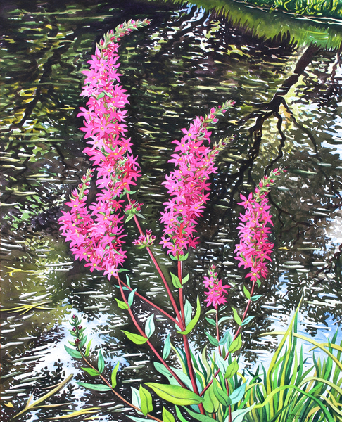 Wild Loosestrife von Christopher  Ryland