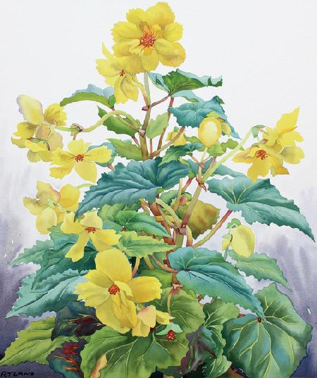 Yellow Begonia 2