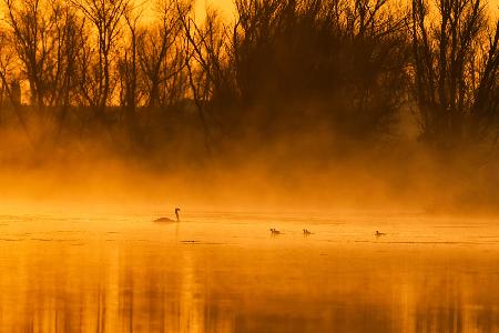 Golden Swan Lake