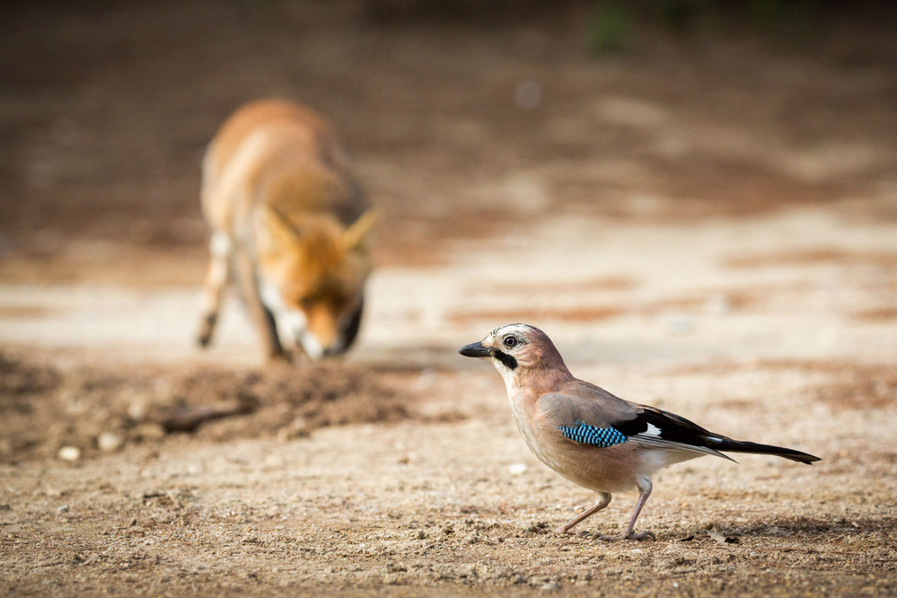 Attack von Ciro De Simone