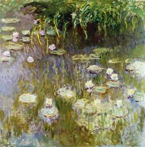 Waterlilies at Midday