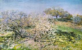 Spring, flowering apple trees