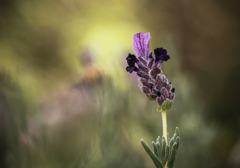 Lavender 1 2 von Claudi Lourens