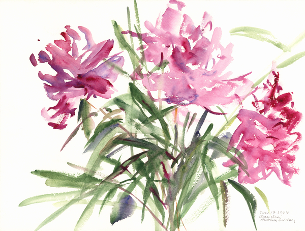 Peonies von Claudia Hutchins-Puechavy