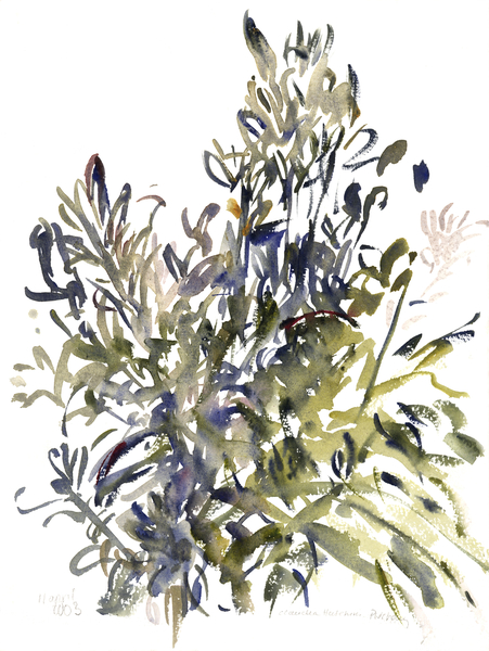 Senecio and other plants von Claudia Hutchins-Puechavy