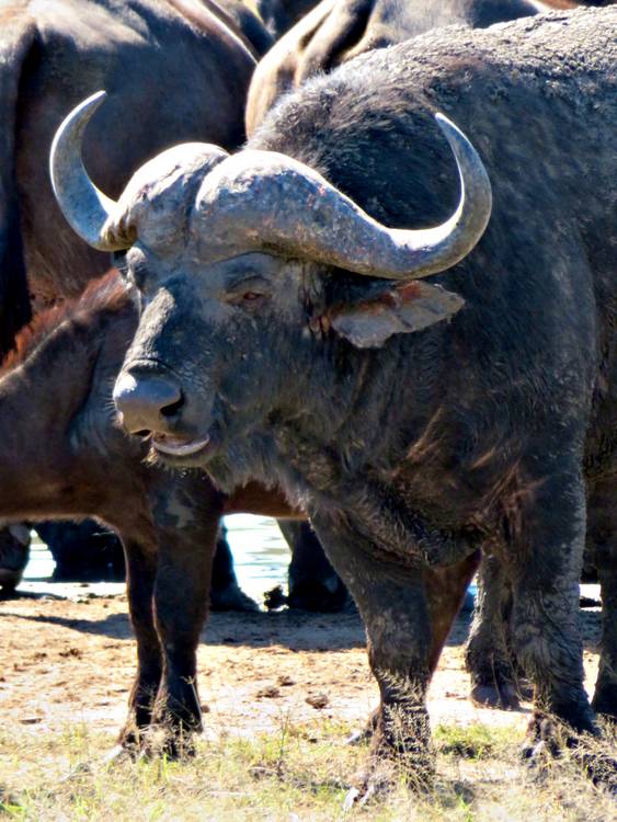 Büffel von Claudia Polte