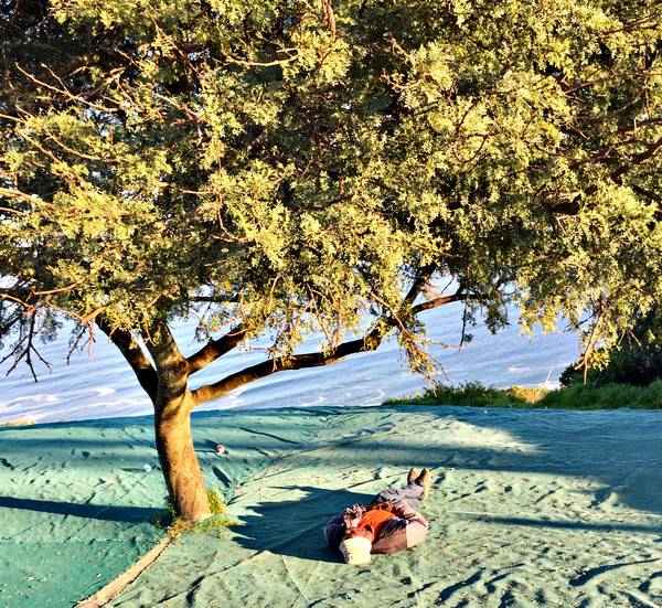 Ein Nickerchen von Claudia Polte