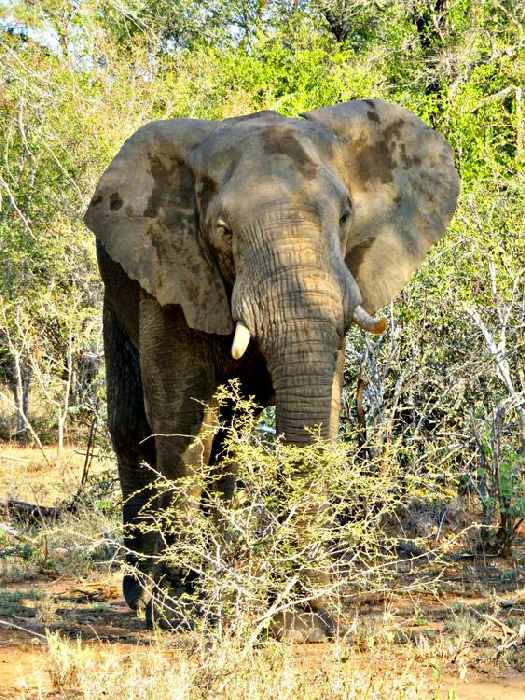 Elefant von Claudia Polte