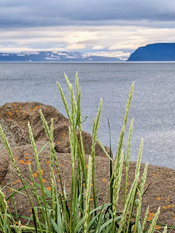 Isafjördur, Island, Motiv 5 von Claudia Polte