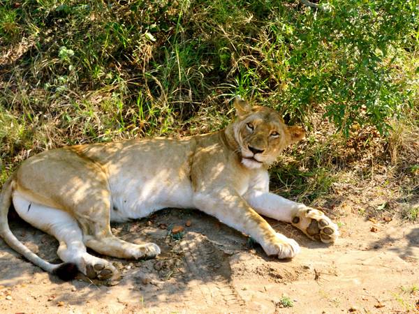 Löwe von Claudia Polte