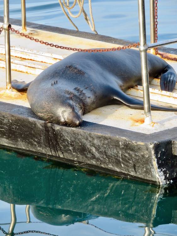 Seehund von Claudia Polte