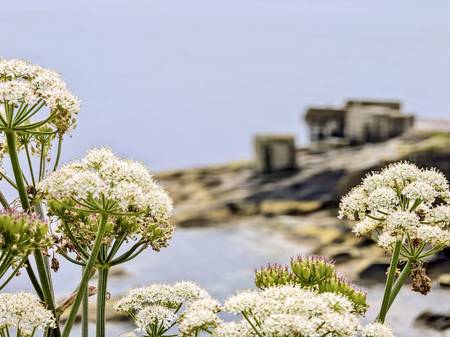 Shetlandinseln, Motiv 3