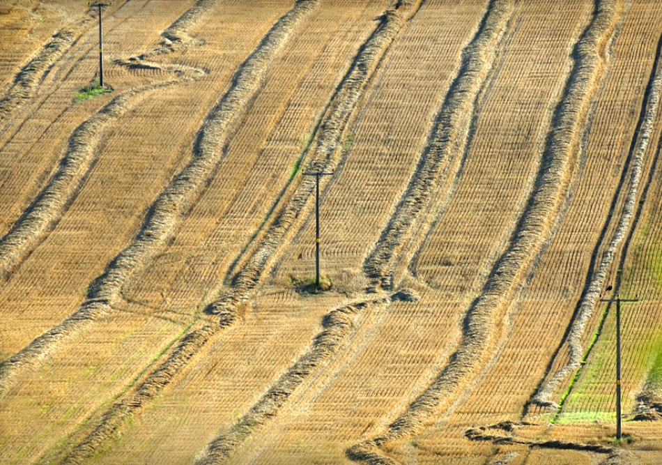 Two Crows von Clive Collie