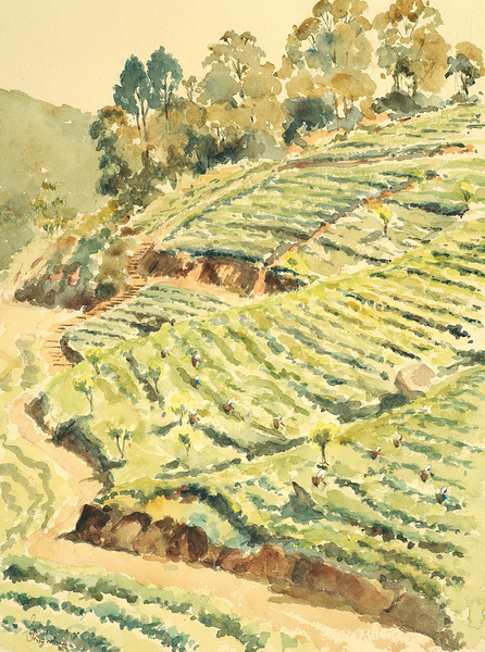 727 Tea pickers, Glenmore von Clive Wilson
