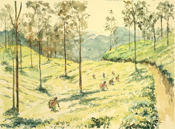 728 Tea pickers near Ella von Clive Wilson