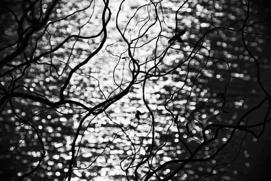 untitledl von Codrin Lupei