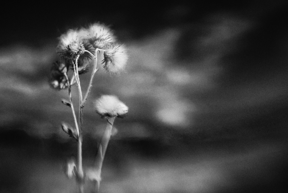 untitledl von Codrin Lupei